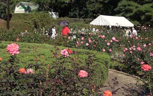 神代植物公園の秋