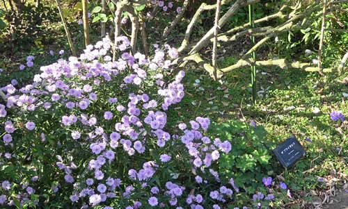 秋の草花も咲いている