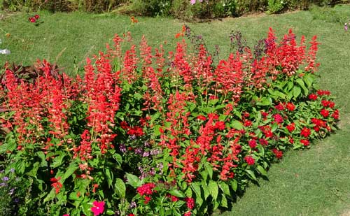 秋の草花はシンプルです