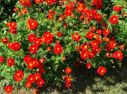 秋の草花は控えめ