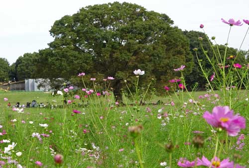 秋の草花は元気に咲いている