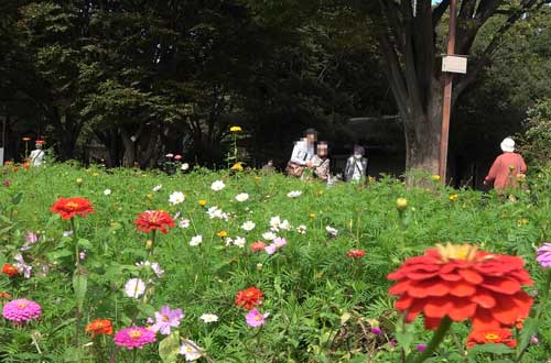 秋の昭和記念公園にて