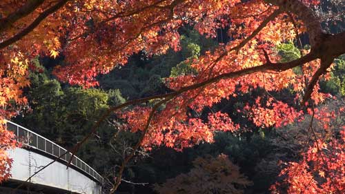 御嶽渓谷の紅葉