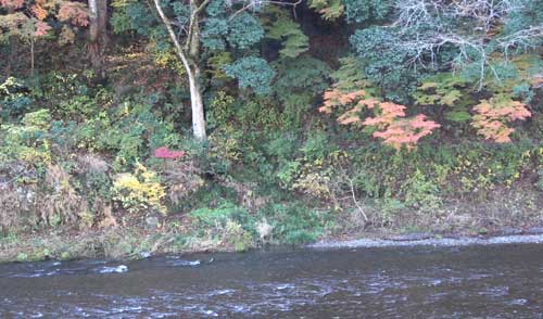 奥多摩の紅葉