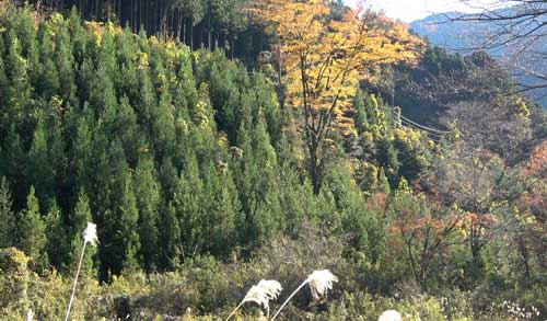 秋の紅葉風景