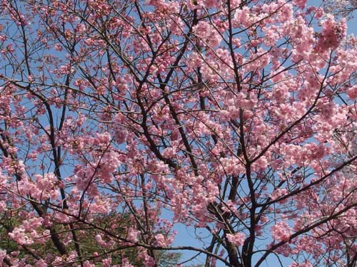 桃の花も開花していた