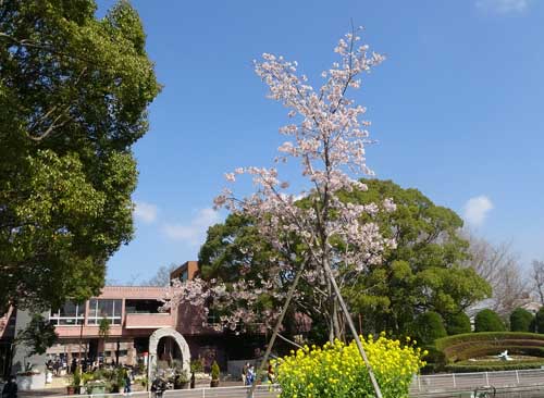 桜と菜の花