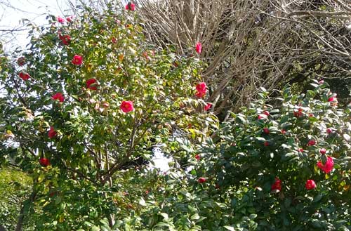 ツバキの花も見頃