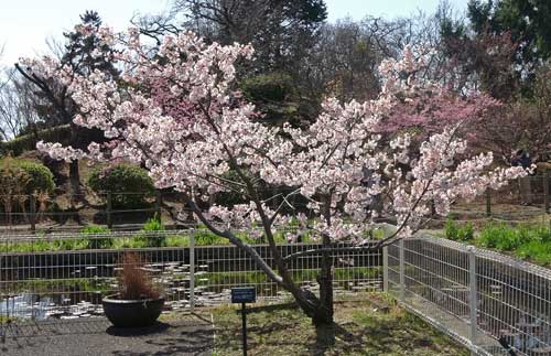 大船フラワーセンターの桜