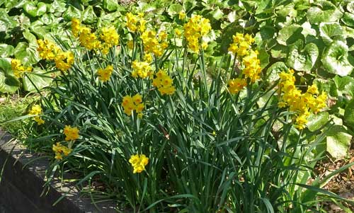 スイセンの花が咲いていた