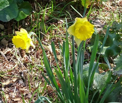 スイセンの花が咲いていた