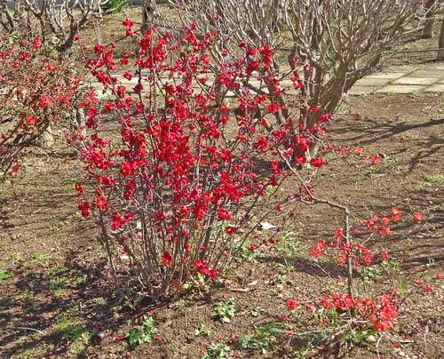 大船フラワーセンターの花