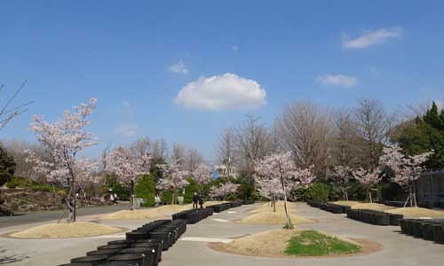 大船フラワーセンターの春の風景