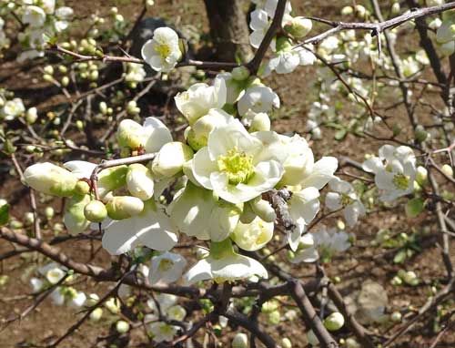 梅の花も満開