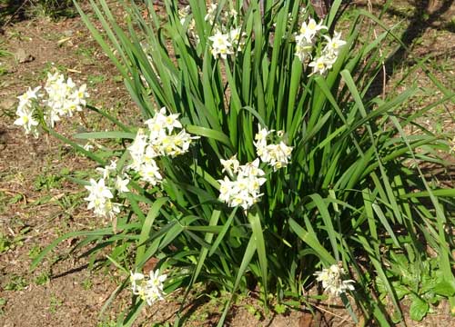 スイセンの花