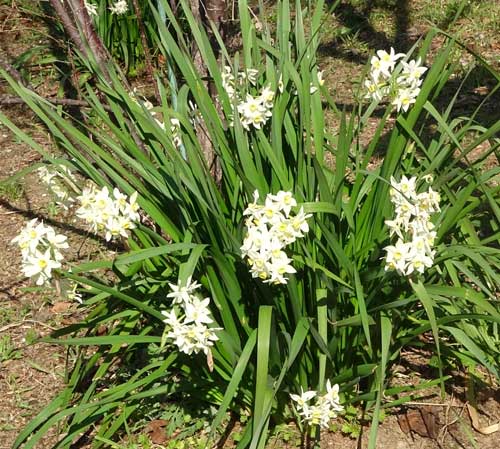 季節の草花