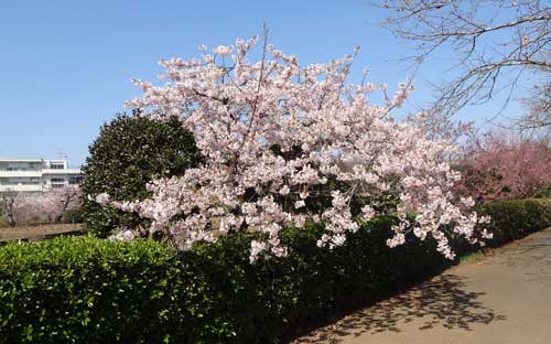 玉縄桜