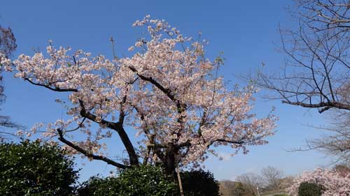 玉縄桜