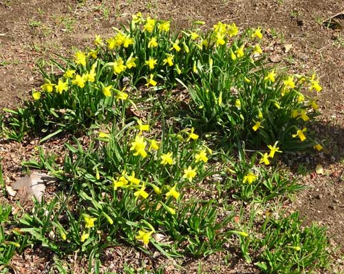 スイセンの花