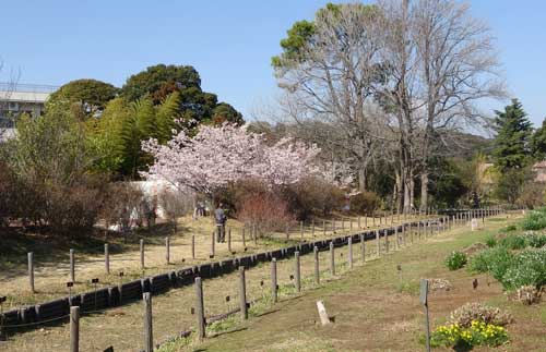 大船フラワーセンターの風景