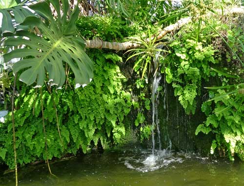 温室の植物