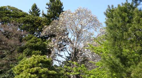 緑の樹木と桜