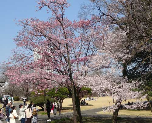 春の新宿御苑