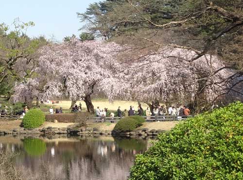 日本庭園に咲く桜