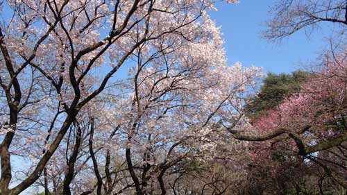 早咲きの桜が開花していた