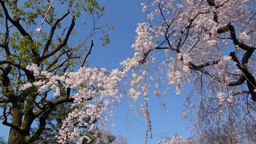 早咲きの桜は満開