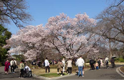 ２０２３年春の新宿御苑