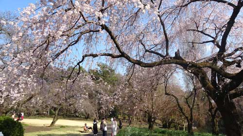 早咲きのサクラ