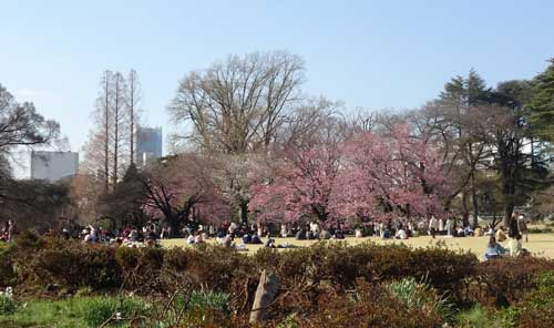 桜が開花している