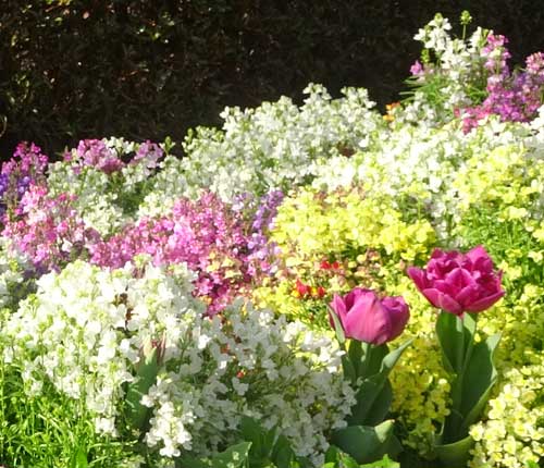 寄せ植えの春の草花