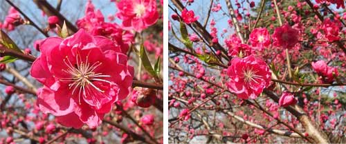 新宿御苑の花木