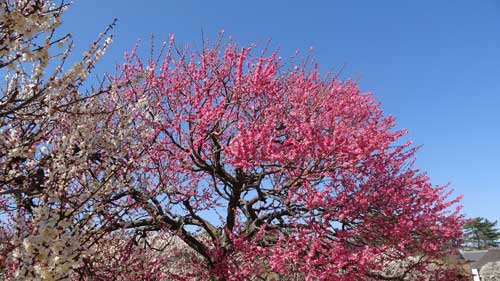 梅の開花