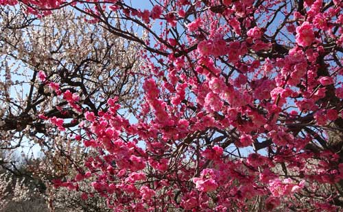 梅の開花