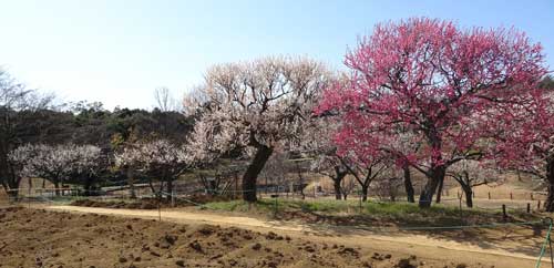 梅の開花