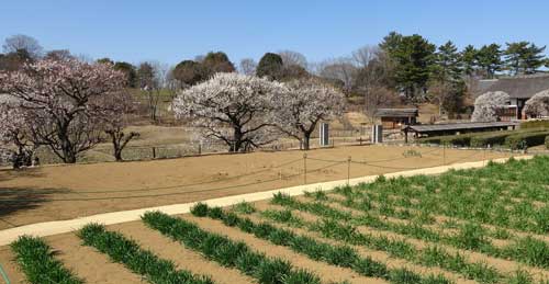 昭和記念公園の田園風景