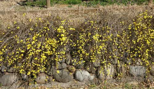 昭和記念公園のこもれびの里