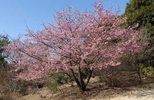 河津桜が満開