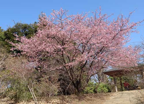 河津桜が満開