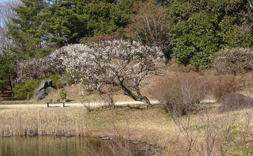 池辺に咲く梅