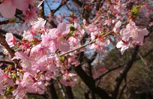 河津桜