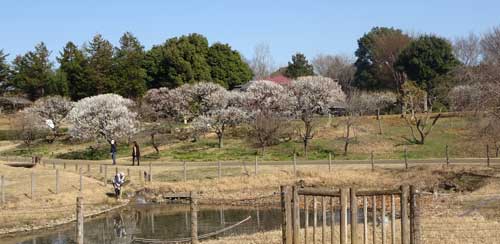 梅の咲く風景