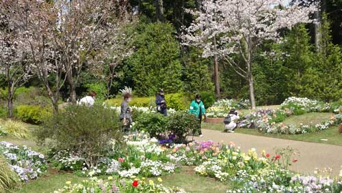 桜と春の草花