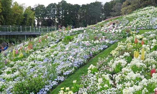 春の里山ガーデン風景