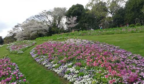 春の草花