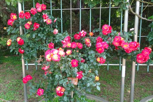 神代植物公園のバラ