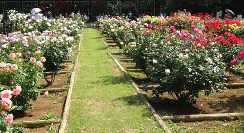 バラ園の開花状況